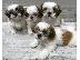 PoulaTo: Υγιή και παιχνιδιάρικα κουτάβια Shih Tzu. Whatsapp/Viber +48785742139...